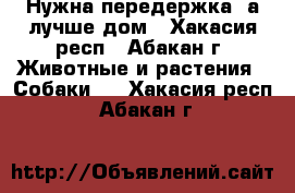 Нужна передержка, а лучше дом - Хакасия респ., Абакан г. Животные и растения » Собаки   . Хакасия респ.,Абакан г.